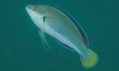 Cirrhilabrus punctatus