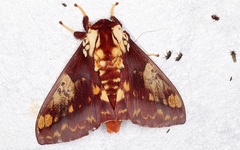 Citheronia phoronea