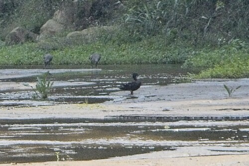 iNaturalist image