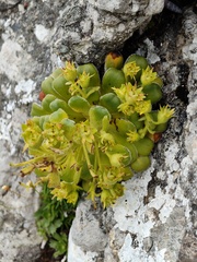 Saxifraga mutata
