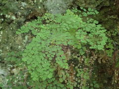 Adiantum raddianum image