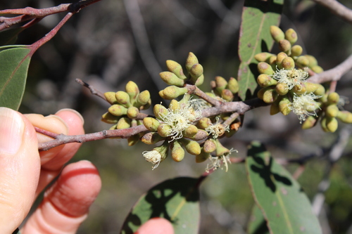Eucalyptus capitellata observed 2026-08-10