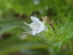Image of Echium pininana