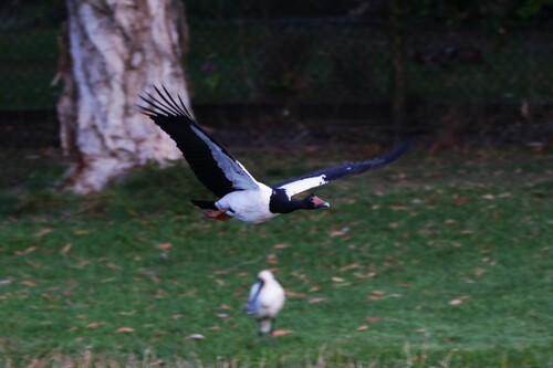 Magpie Goose