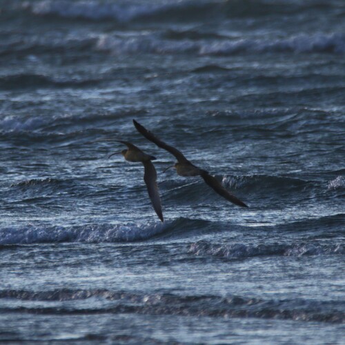 Far Eastern Curlew