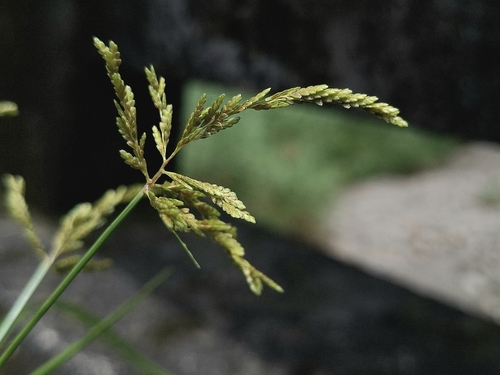 Ricefield flatsedge (Cyperus iria)