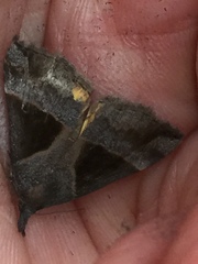 Hypena trigonalis