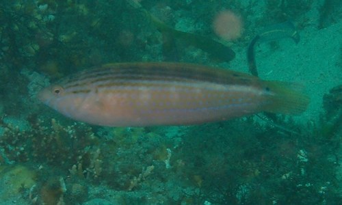 Goldlined coris (Coris aurilineata) — Labridae