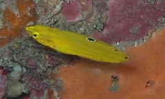 Halichoeres chrysus