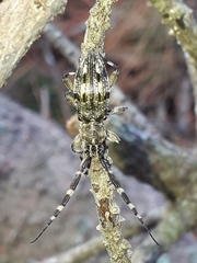 Hexatricha pulverulenta
