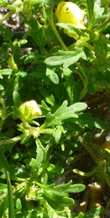 Hemimeris sabulosa
