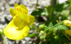 Hemimeris sabulosa