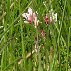 Crinum campanulatum