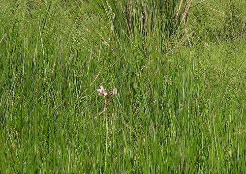 Crinum campanulatum, photograph 1