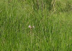 Crinum campanulatum, photograph (c) Henry de Lange, some rights reserved (CC BY)