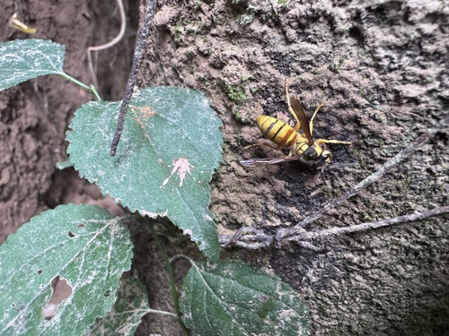 Black Shield Hornet