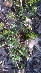 Perideridia americana