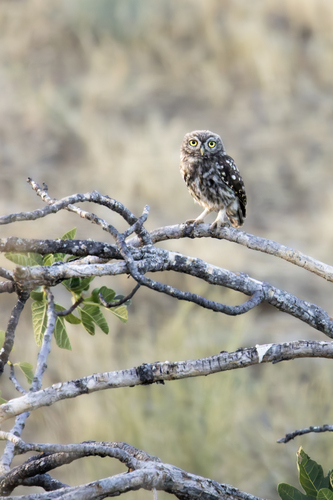 Little Owl