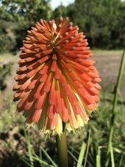 Kniphofia rooperi