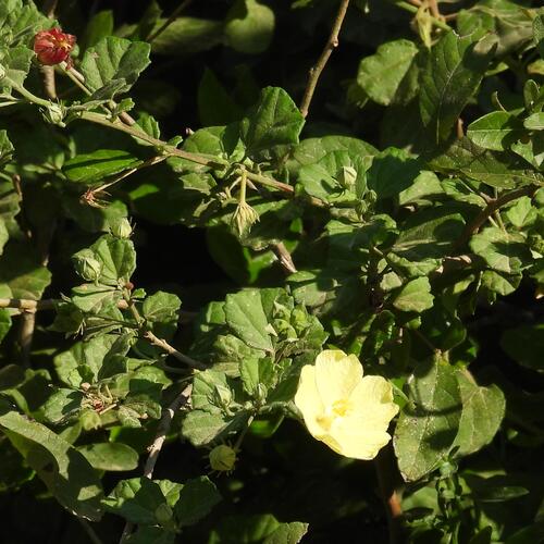 Pavonia praemorsa, photograph 1