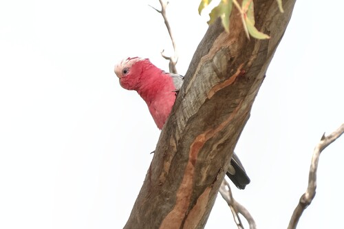 Eastern Galah