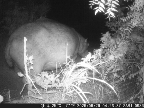 Common Hippopotamus