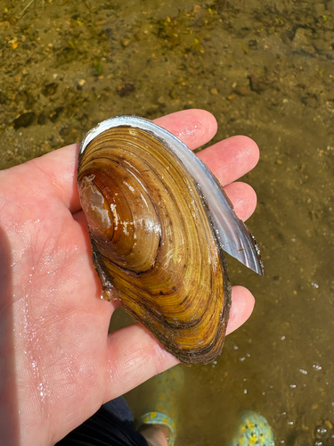 Western Floater