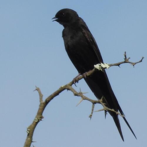 Black Saw-wing (Psalidoprocne pristoptera), photo 2