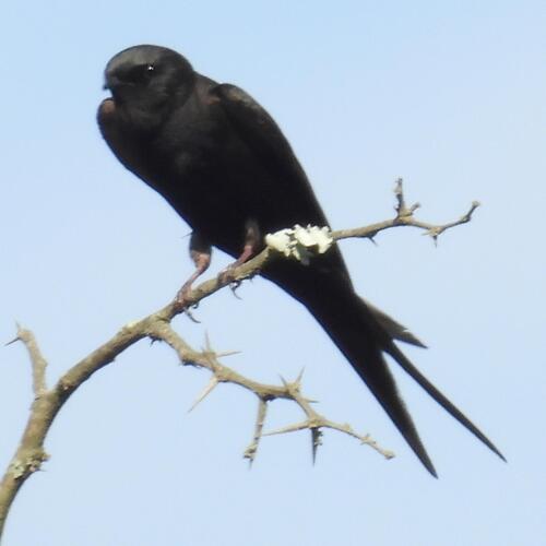 Black Saw-wing (Psalidoprocne pristoptera), photo 3