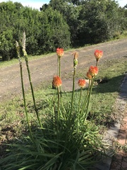 Kniphofia rooperi