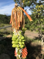 Kniphofia rooperi