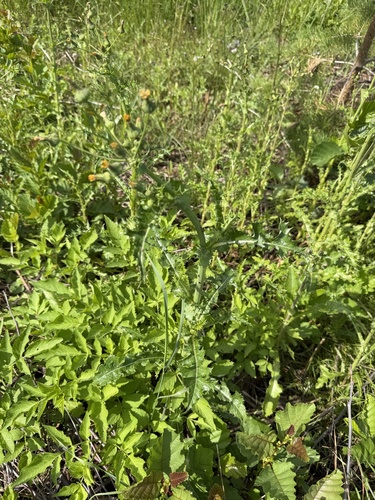 prickly sowthistle
