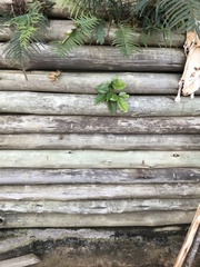 Heptapleurum actinophyllum