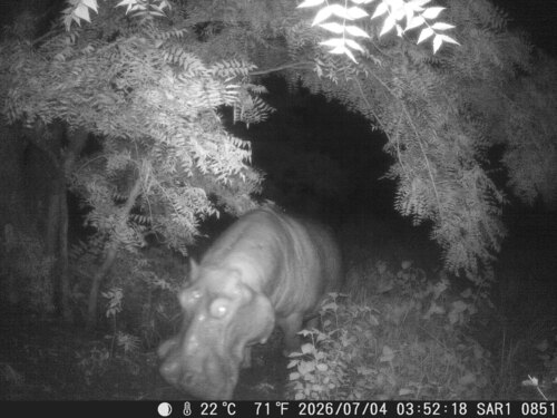 Common Hippopotamus