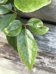 Heptapleurum actinophyllum
