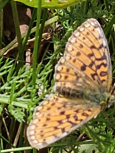 Eurasian Silver-bordered Fritillary