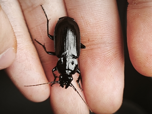 Diplocheila laevis