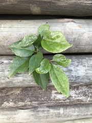 Heptapleurum actinophyllum