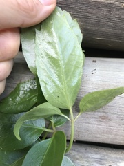 Heptapleurum actinophyllum