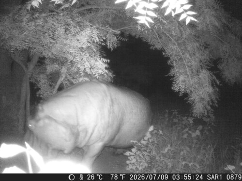 Common Hippopotamus