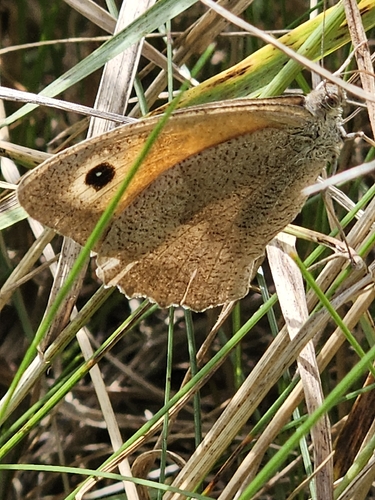 Meadow Brown