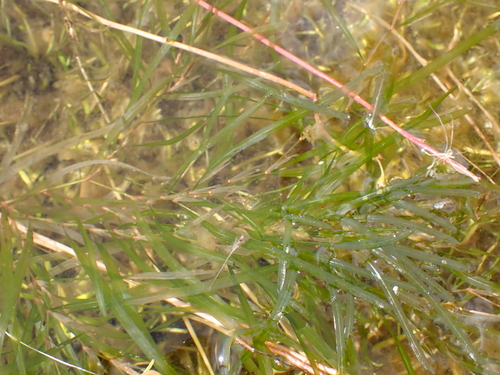 Potamogeton obtusifolius, photograph 6