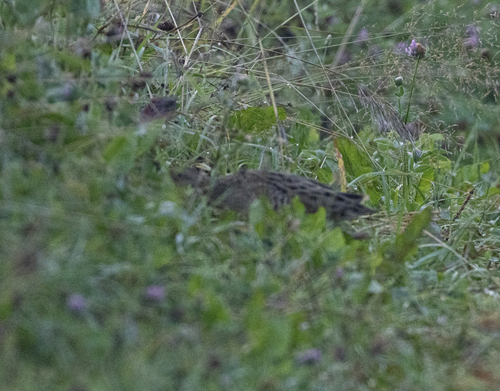 iNaturalist image