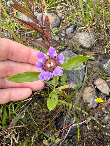 common selfheal