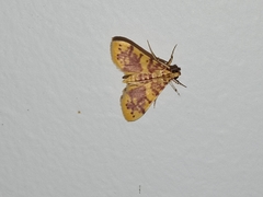 Conogethes haemactalis