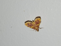 Conogethes haemactalis