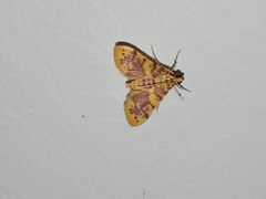 Conogethes haemactalis