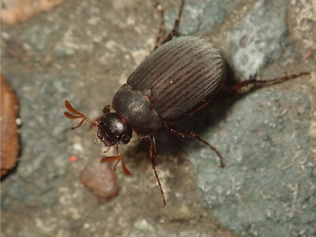 Maladera holosericea