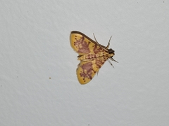 Conogethes haemactalis