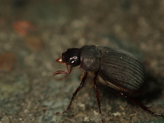Maladera holosericea